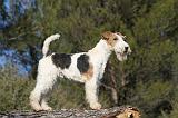 FOX TERRIER 414